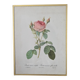 Framed lithograph of roses by P.J. Redouté