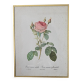 Lithographie encadrée roses P.J. Redouté 