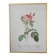 Framed lithograph of roses by P.J. Redouté