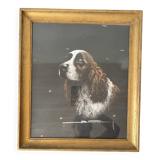 Pastel framed English Springer Spaniel dog