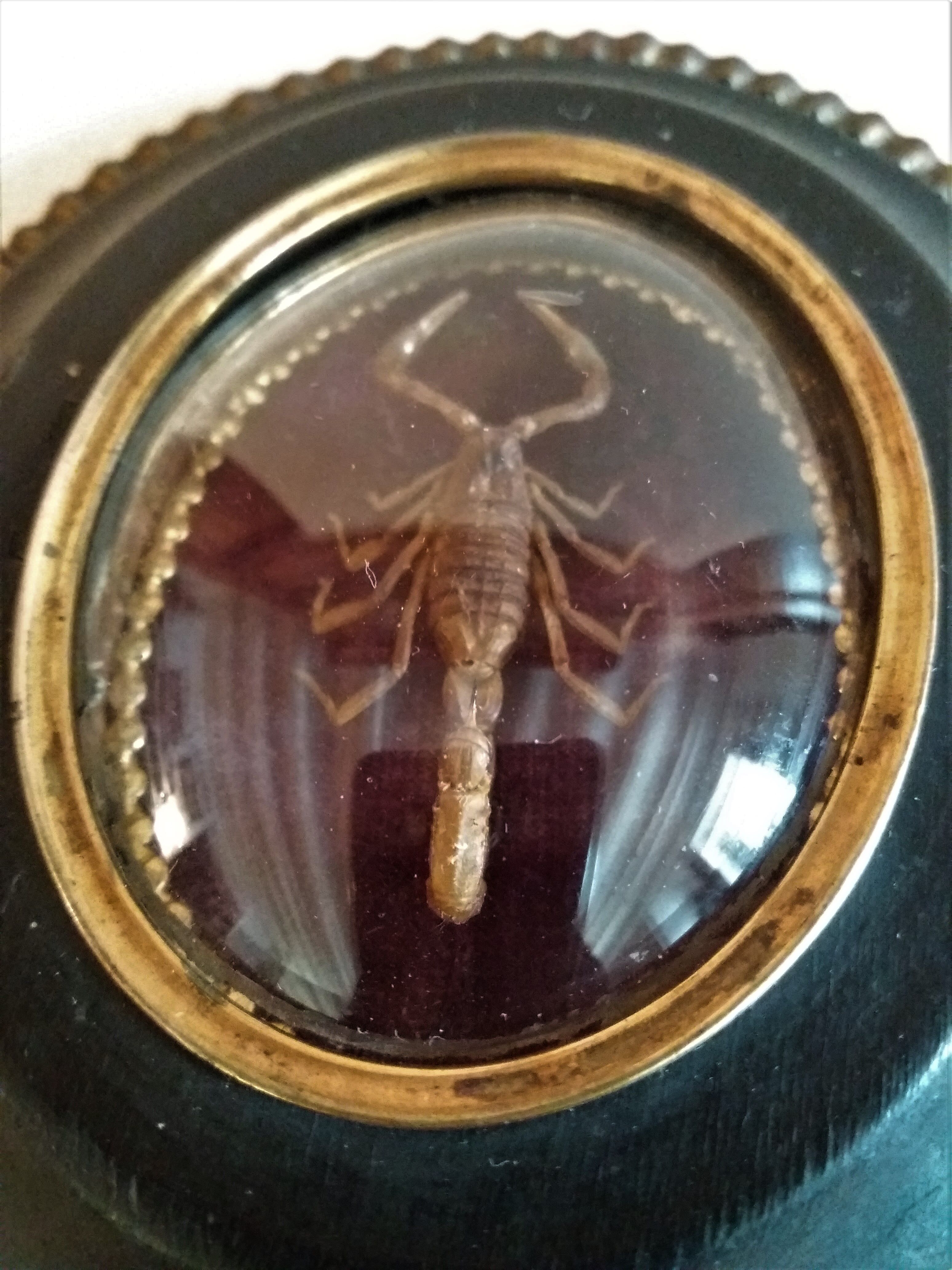 Cabinet of Curiosities medallion with scorpion odonturus dentatus