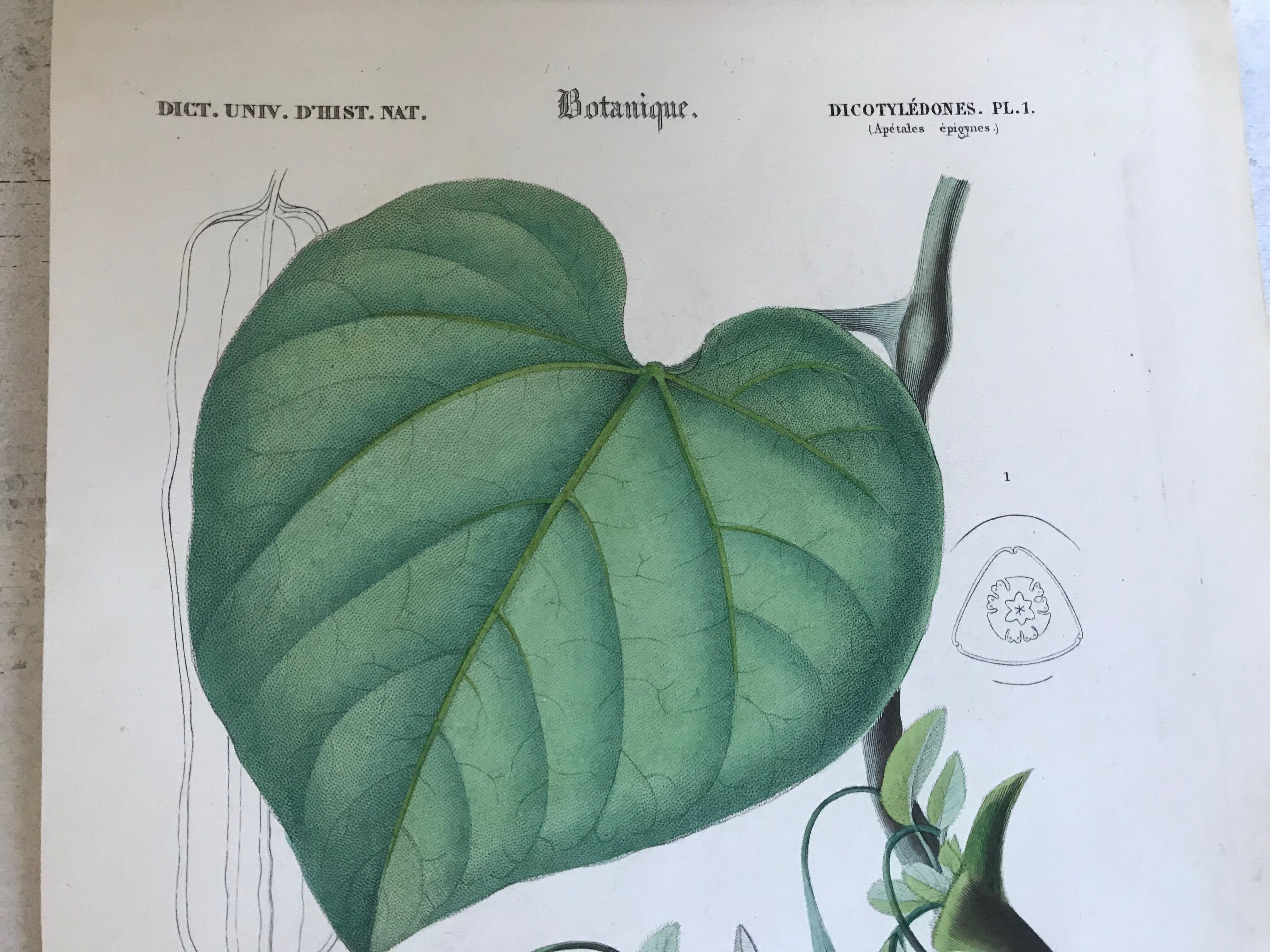 Trio of 19th-century botanical engravings