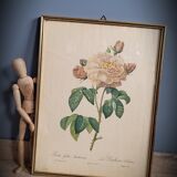 Litho Rosier Duchesse Orléans