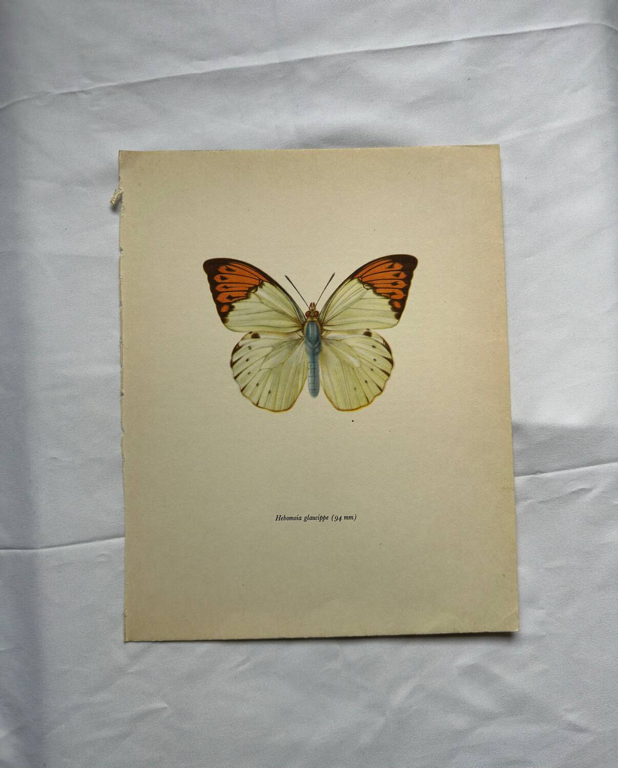 Old butterfly engraving botanical poster zoo litho decor
