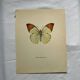 Old butterfly engraving botanical poster zoo litho decor