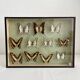 Vintage Naturalized Butterflies