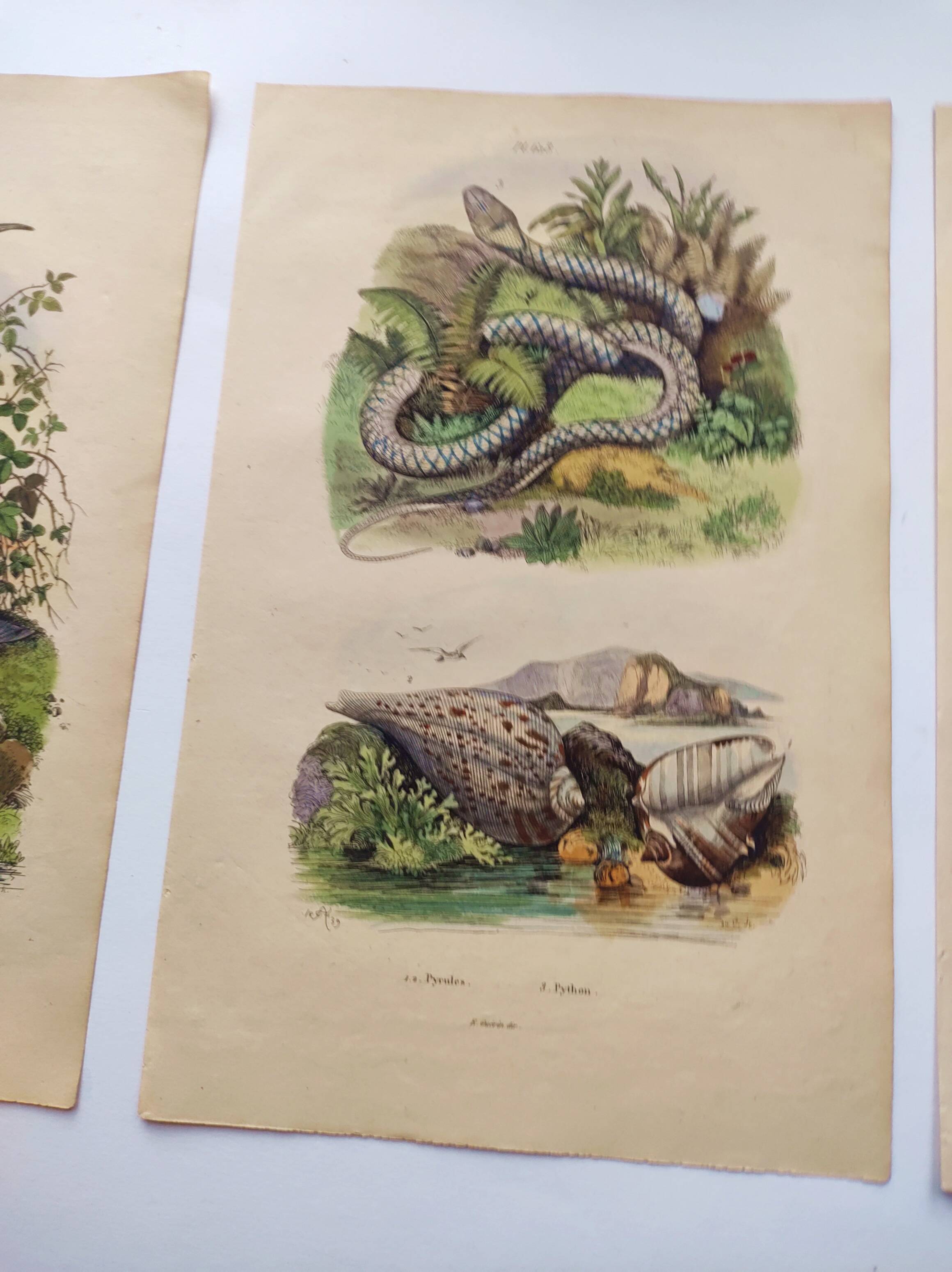 3 Antique Engravings from 1839 - Set of 3 Hand-Colored Plates