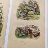 3 Antique Engravings from 1839 - Set of 3 Hand-Colored Plates