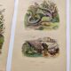3 Antique Engravings from 1839 - Set of 3 Hand-Colored Plates