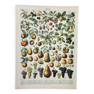 Gravure ancienne 1898, Fruits (de nos régions), variétés • Lithographie originale et vintage
