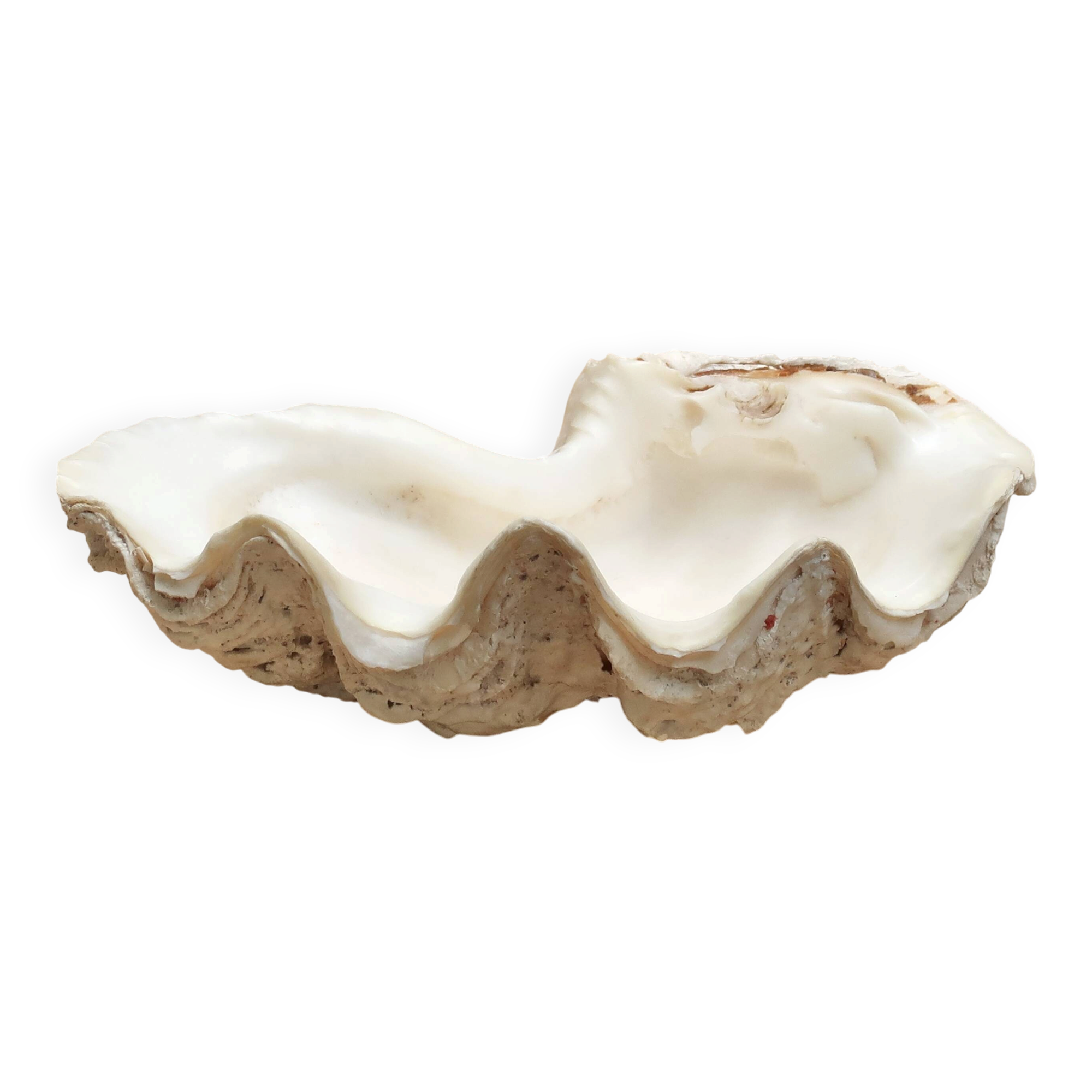 Natural white beige shell vide poche from the 1970s.