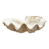 Vide poche coquillage bénitier naturel blanc beige années 70