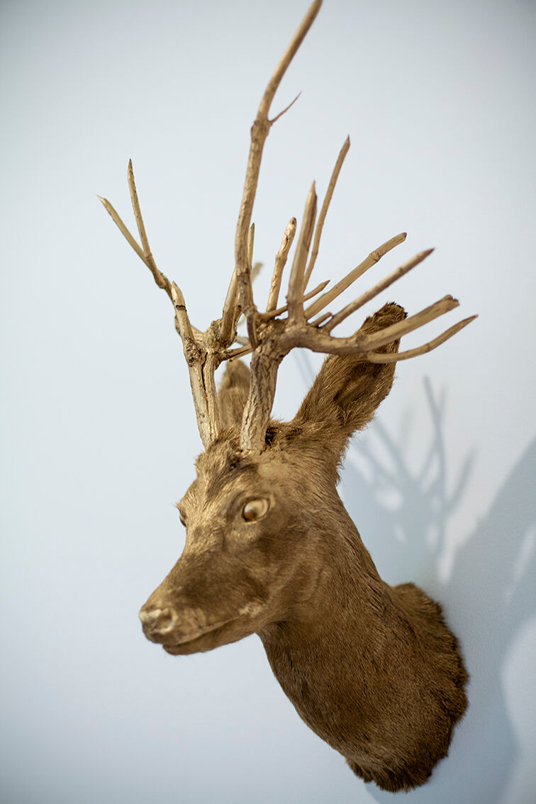 Trophy bust head chevreuil deer taxidermy gold gold