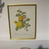 Redouté Painting