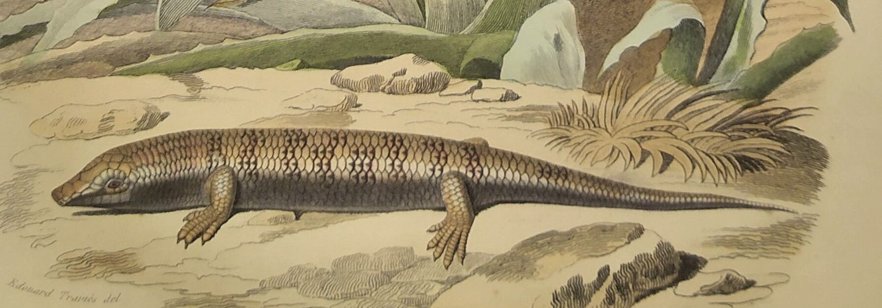 Planche zoologique originale de 1839 " cameleon & scinque "