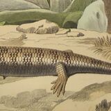 Original zoological plate of 1839 " cameleon & scinque "