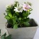 Planter for summer plantings