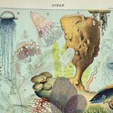 Gravure ancienne 1898, Océan (faune et flore), poisson • Lithographie, Planche originale