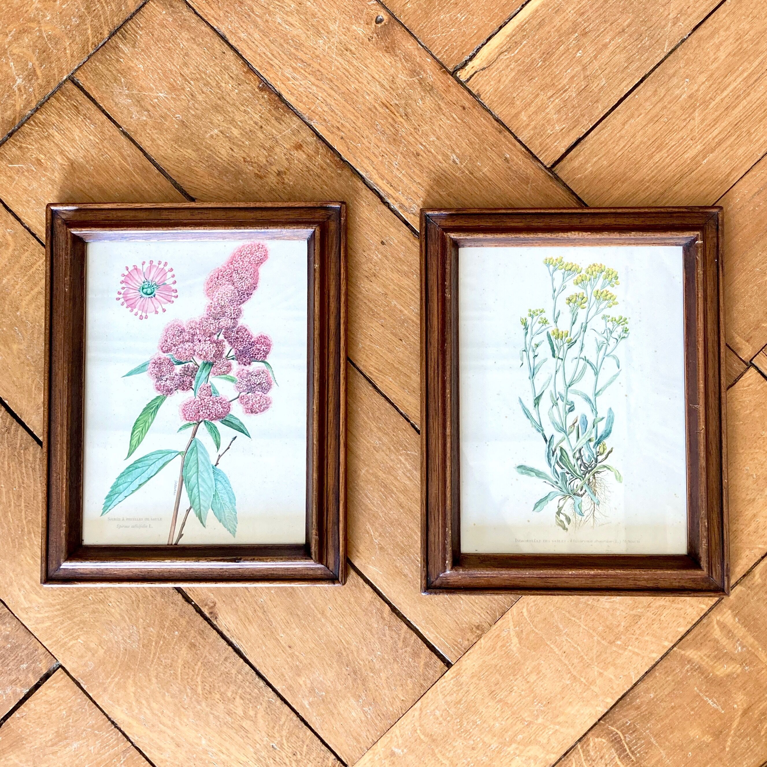 Pair of framed botanical posters