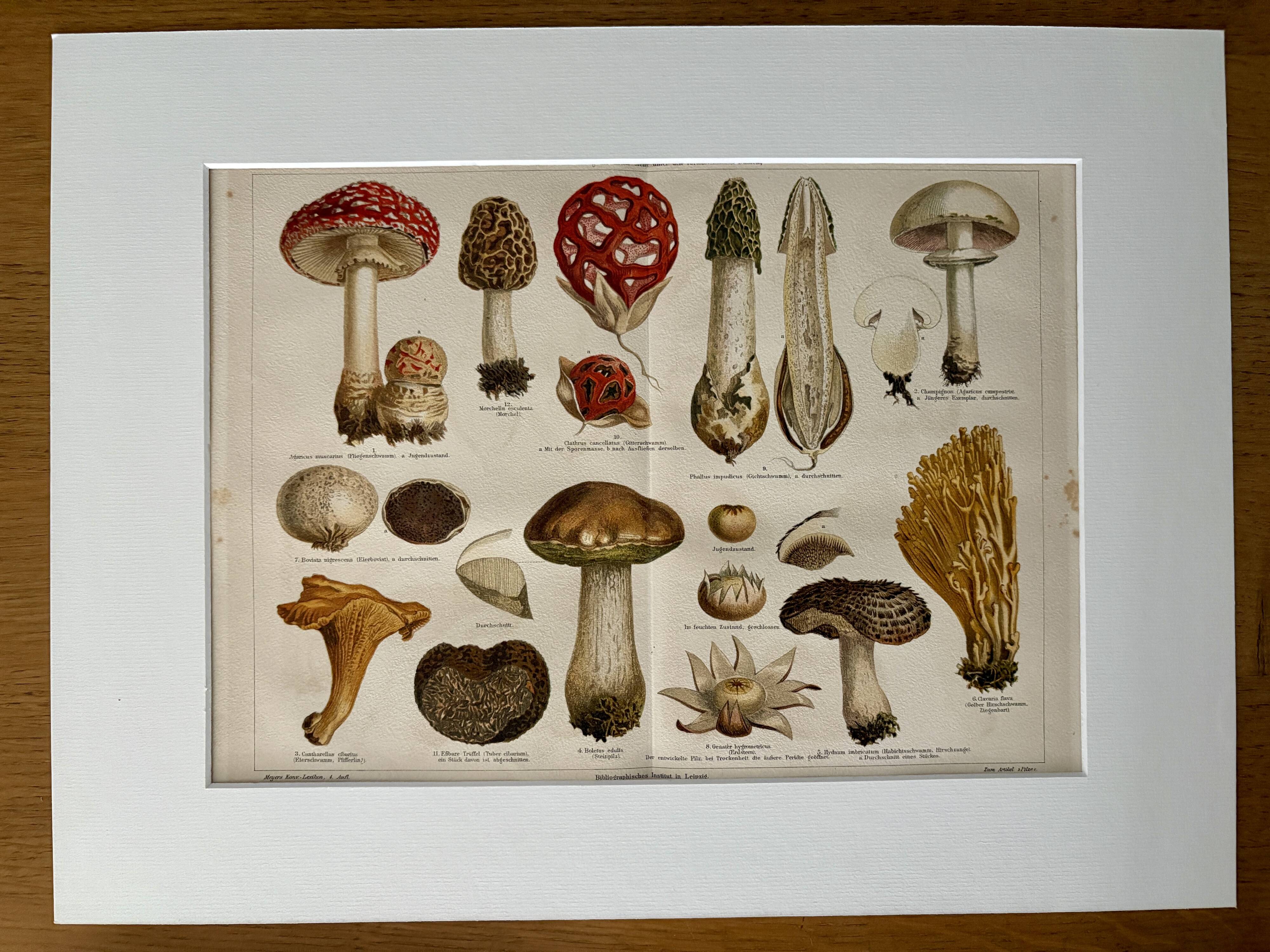 Lithograph engraving of mushrooms – 1890