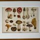 Lithographie gravure sur les champignons – 1890