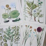 Lot 4 old herbarium boards