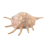 Very large exotic collector's shell