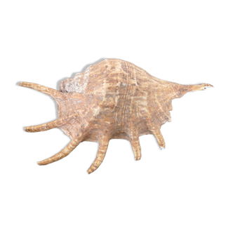 Very large exotic collector's shell