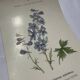 Botanical plate naturalist engraving scientific drawing double-sided