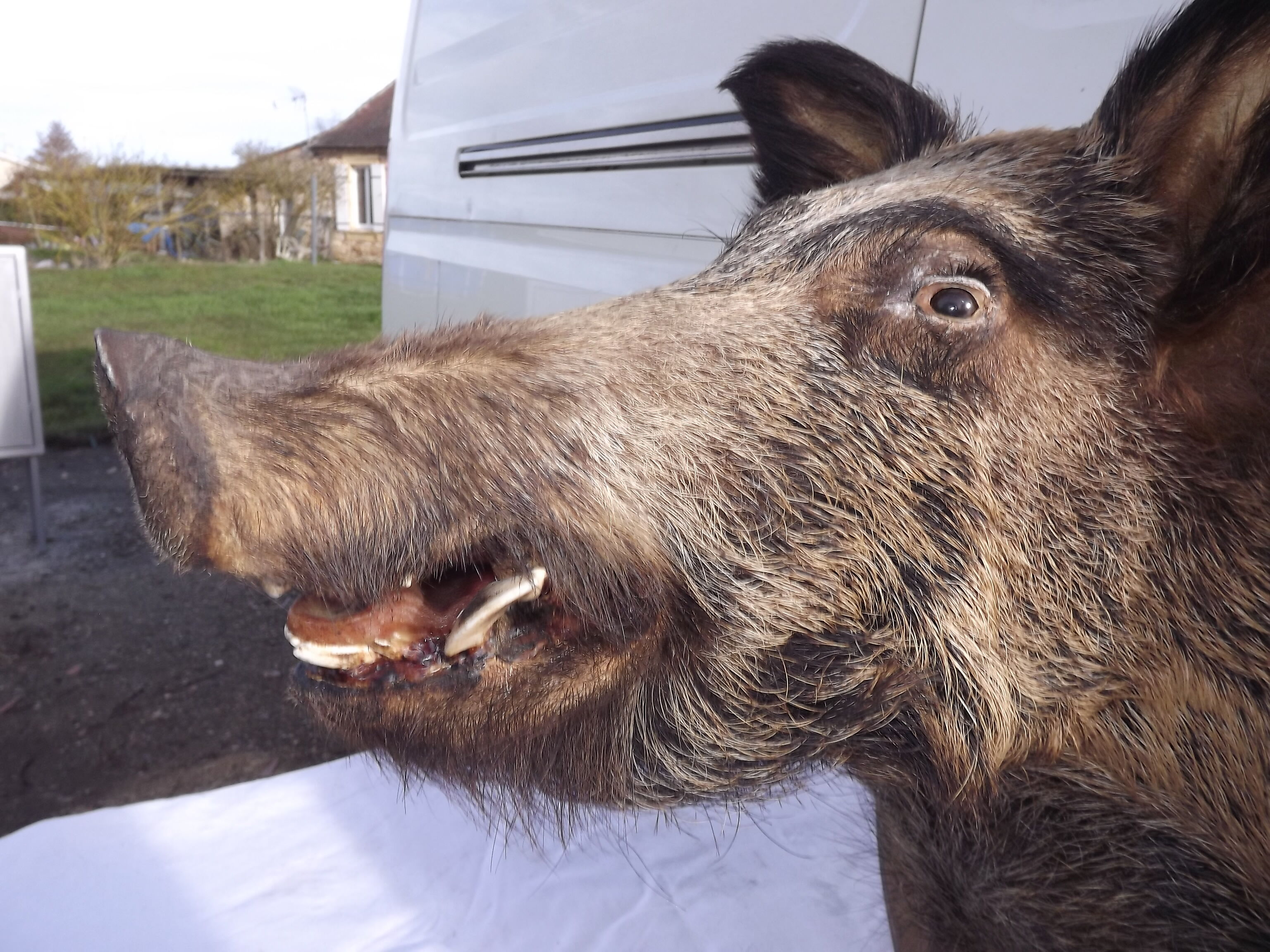 Hunting boar's head trophy