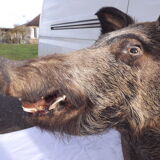 Hunting boar's head trophy