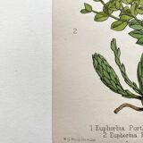 Duo botanical plates, Ed. London 1878