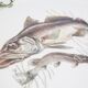 Decorative plate vintage fish mid-century, Bavaria, Germany, 1970s