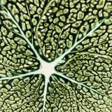 POP UP SEPT 2022 - wall plate slurry cabbage