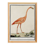 Small poster about the pink flamingo, after an old engraving from 1610.