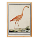 Small poster about the pink flamingo, after an old engraving from 1610.