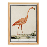 Petite affiche sur le flamant rose, d’après une gravure ancienne de 1610.