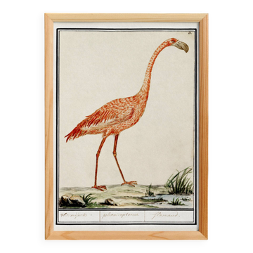 Small poster about the pink flamingo, after an old engraving from 1610.