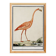 Small poster about the pink flamingo, after an old engraving from 1610.
