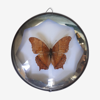 Butterfly framed in a bulging round frame