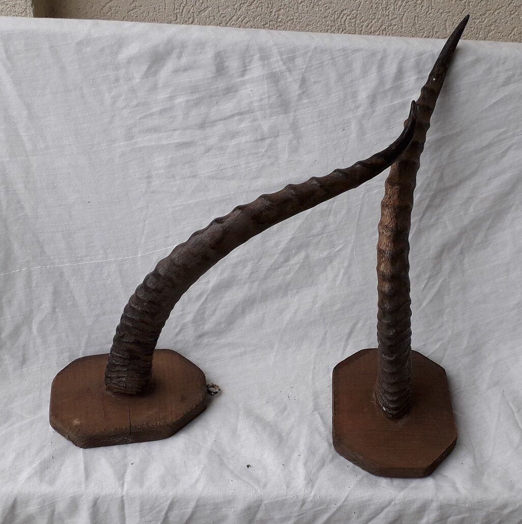 Gazelle horns trophy