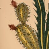 Plat biscuit à décor de cactus