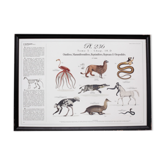 Chimeras lithography animal engraving - large frame