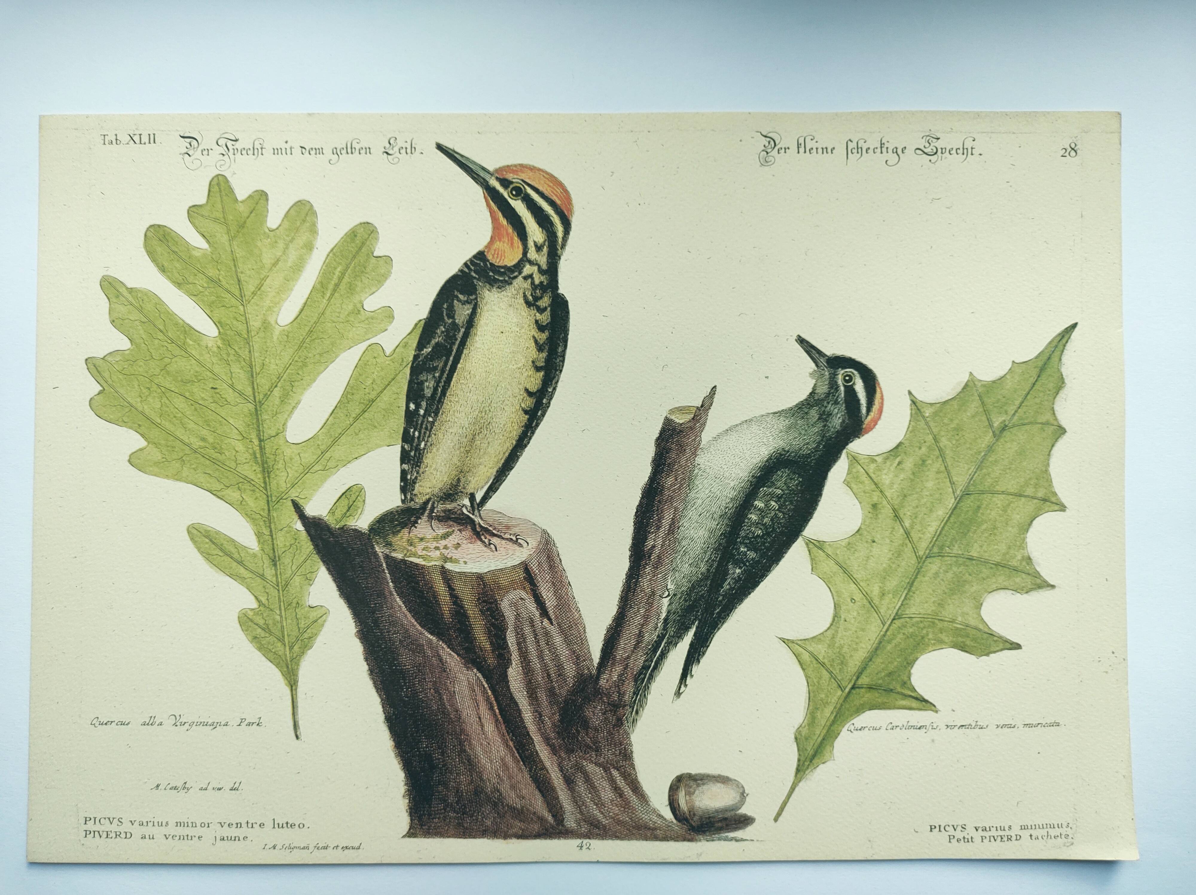 Old bird engraving - Woodpecker - Zoological plate by Seligmann & Catesby