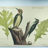 Gravure ancienne oiseau -Pivert- Planche zoologique de Seligmann & Catesby