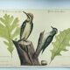 Old bird engraving - Woodpecker - Zoological plate by Seligmann & Catesby