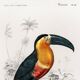 Poster of the Toucan, based on an old engraving from 1849.