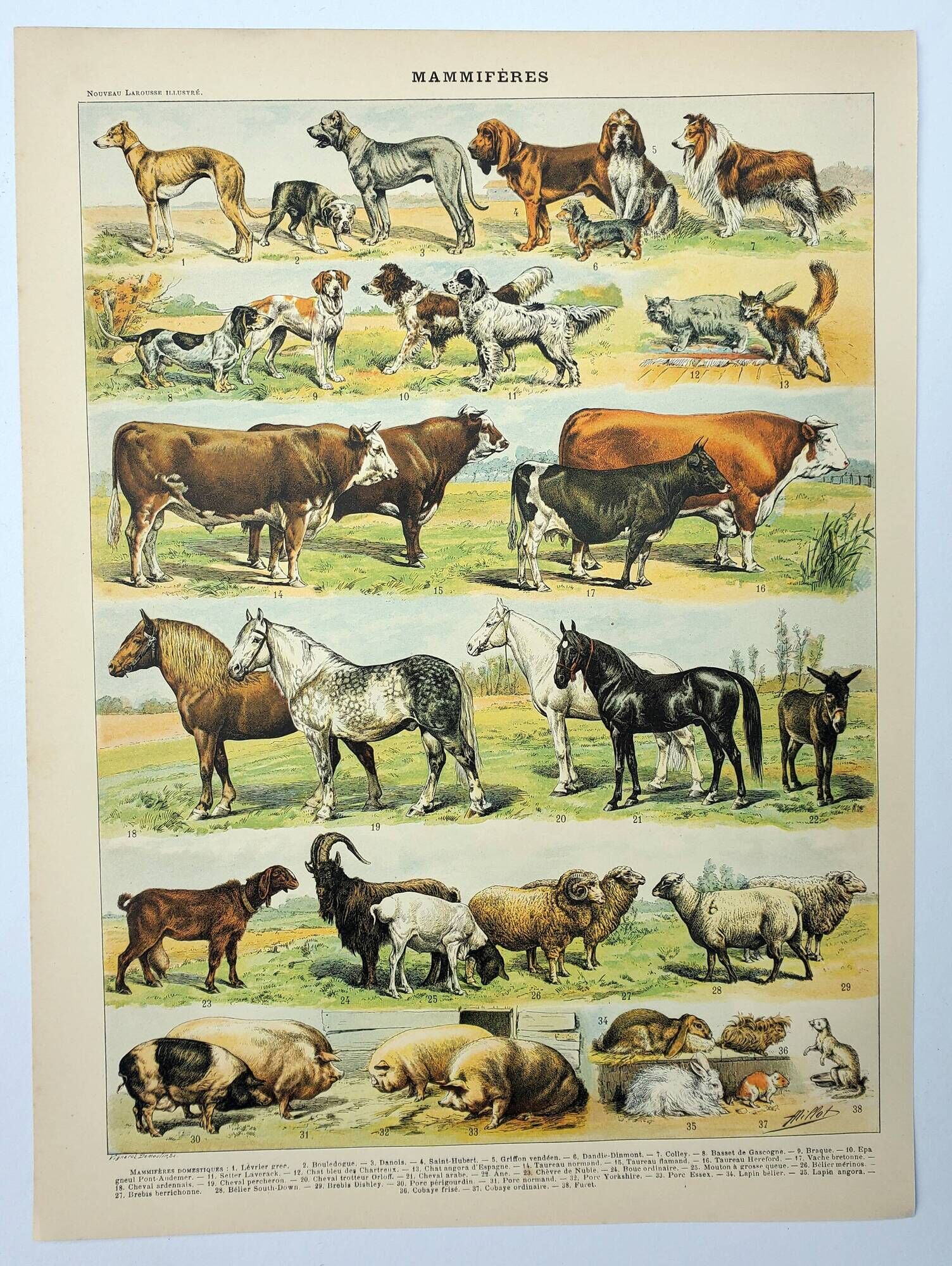 Antique engraving 1898, Mammals 4, animals, zoology • Lithograph, original illustration