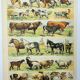 Antique engraving 1898, Mammals 4, animals, zoology • Lithograph, original illustration
