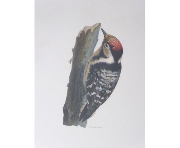 Natural History Color Lithography Pic Épeichette 1929